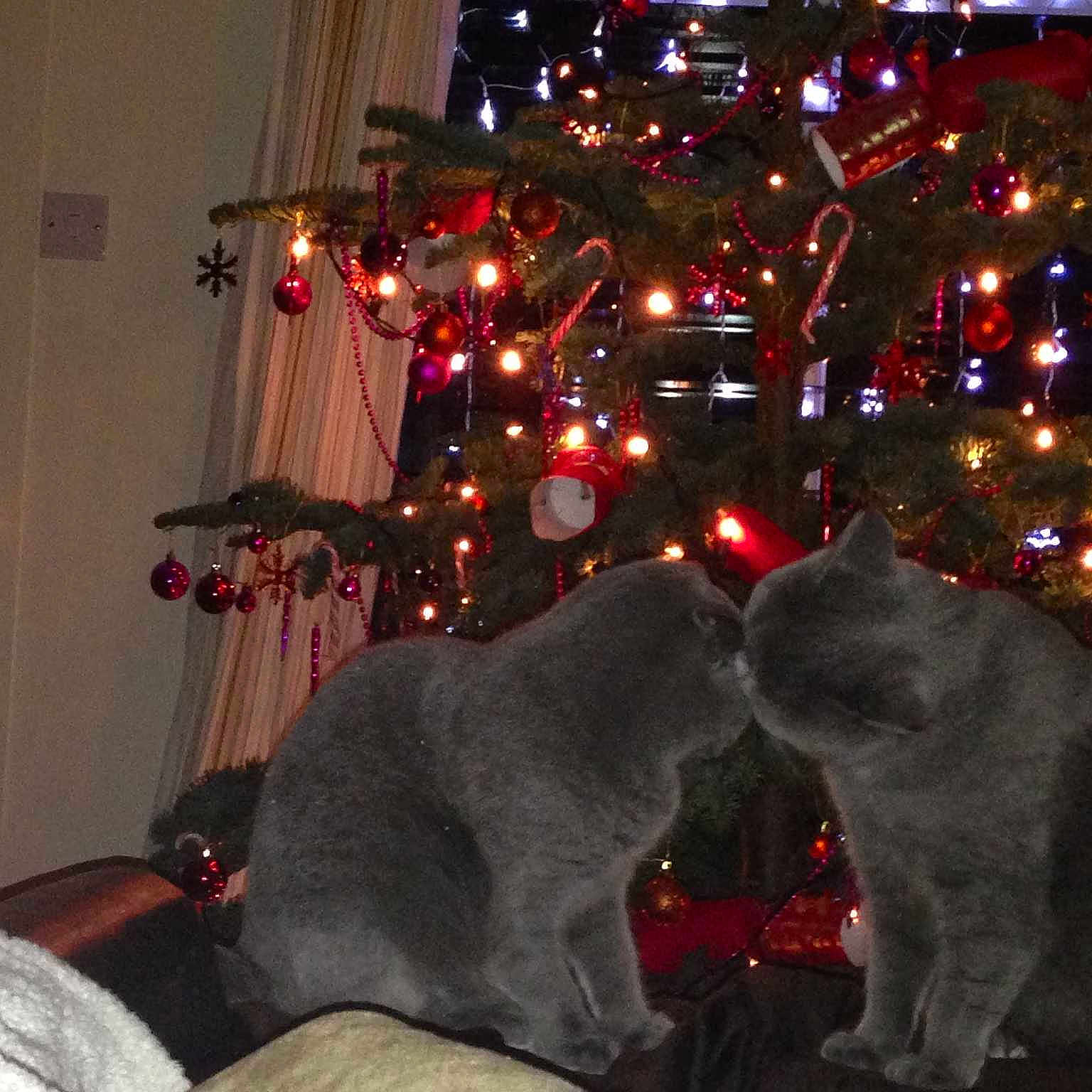 Prettykitty And Bluebell