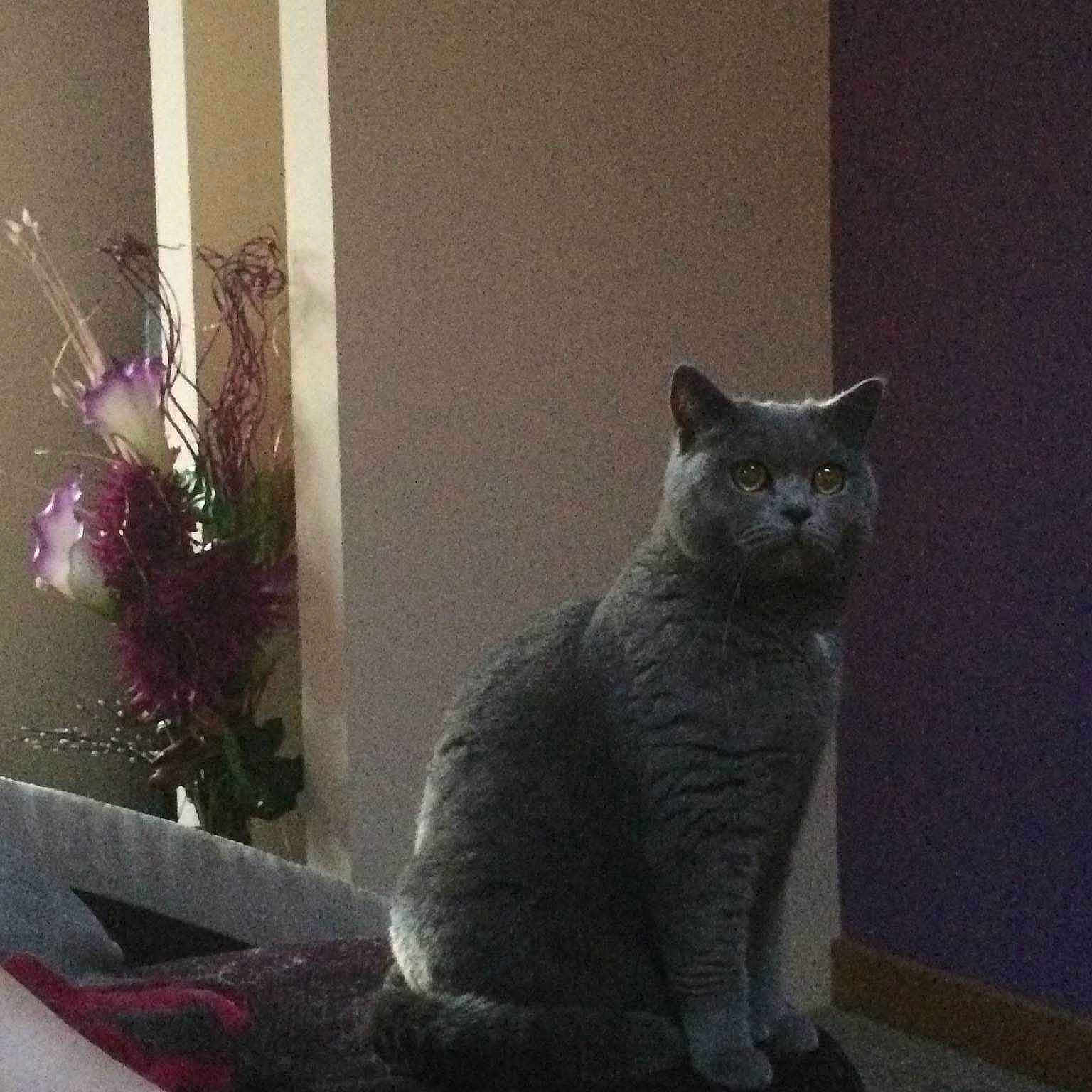 Prettykitty
