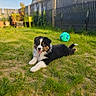 puppy, dog, grass, yard, outdoor, playful, ball, sunny, garden, pet, canine, happy, tongue_out, black, white, brown, fence, plants, summer, animal