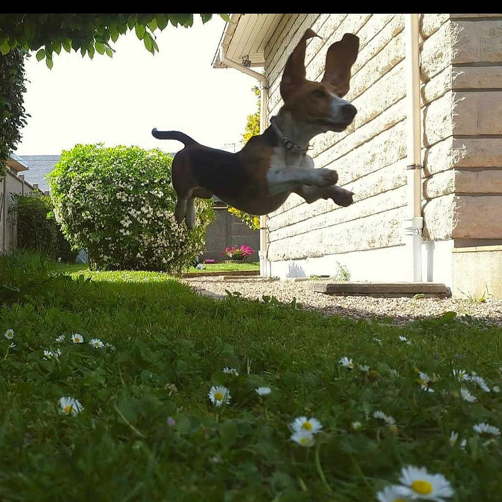Lady a rejoint le concours — aidez-le/la à gagner de superbes lots ! animal, bush, collar, daisies, daytime, dog, ears, garden, grass, greenery, house, jump, leaping, nature, outdoor, pet, playful, spring, stone_wall, sunlight