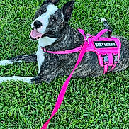 Faith June joined the competition — help win amazing prizes! dog, brindle_coat, pink_harness, pink_leash, grass, outdoor, pet, canine, happy, tongue_out, leash, animal, friendly, best_friend, playful, summer, nature, cute, resting, alert