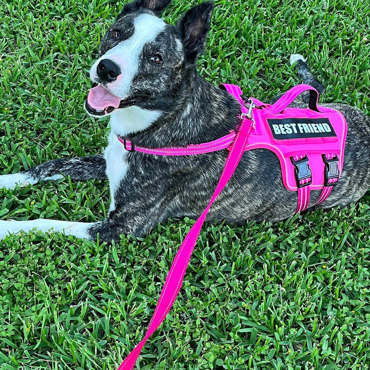 Faith June joined the competition — help win amazing prizes! dog, brindle_coat, pink_harness, pink_leash, grass, outdoor, pet, canine, happy, tongue_out, leash, animal, friendly, best_friend, playful, summer, nature, cute, resting, alert