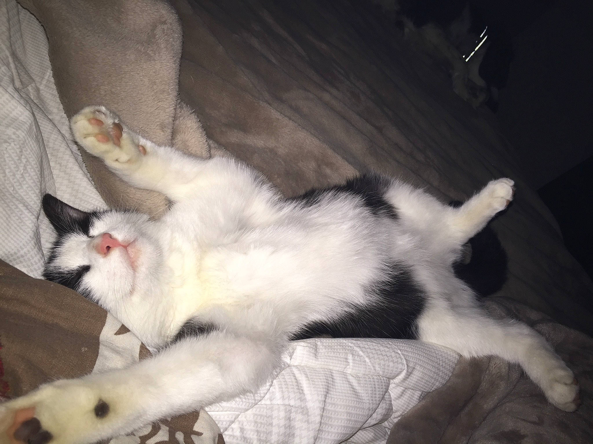 Diva a rejoint le concours — aidez-le/la à gagner de superbes lots ! aegean_cat, carnivore, cat, claw, felidae, fur, javanese, kitten, mammal, paw, polydactyl_cat, small_to_medium_sized_cats, tail, turkish_angora, turkish_van, whiskers