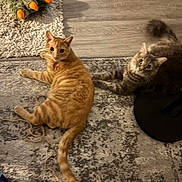 Clark joined the competition — help win amazing prizes! carpet, cat, claw_slipper, curious, domestic_animal, feline, flooring, fur, gray_tabby, home, indoor, looking_up, lying_down, orange_tabby, pets, playful, relaxed, tail, two_cats, whiskers