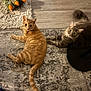 carpet, cat, claw_slipper, curious, domestic_animal, feline, flooring, fur, gray_tabby, home, indoor, looking_up, lying_down, orange_tabby, pets, playful, relaxed, tail, two_cats, whiskers