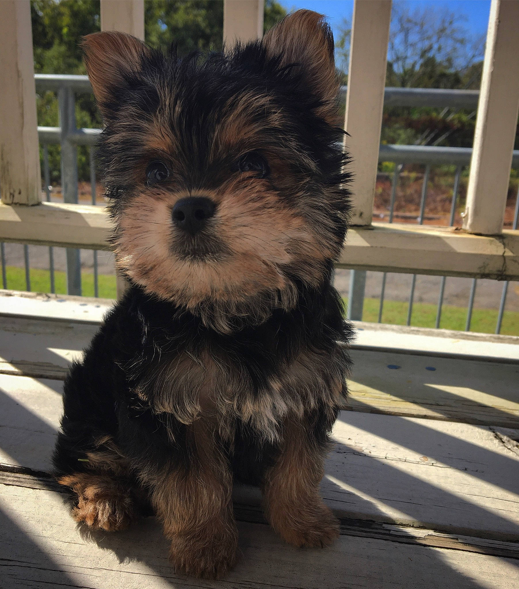 Seven Carter is registered to the contest to win money with this photo: canidae, carnivore, companion_dog, dog, dog_breed, maltepoo, mammal, morkie, norwich_terrier, puppy, schnoodle, small_terrier, snout, sporting_group, sporting_lucas_terrier, terrier, toy_dog, vertebrate, yorkipoo, yorkshire_terrier