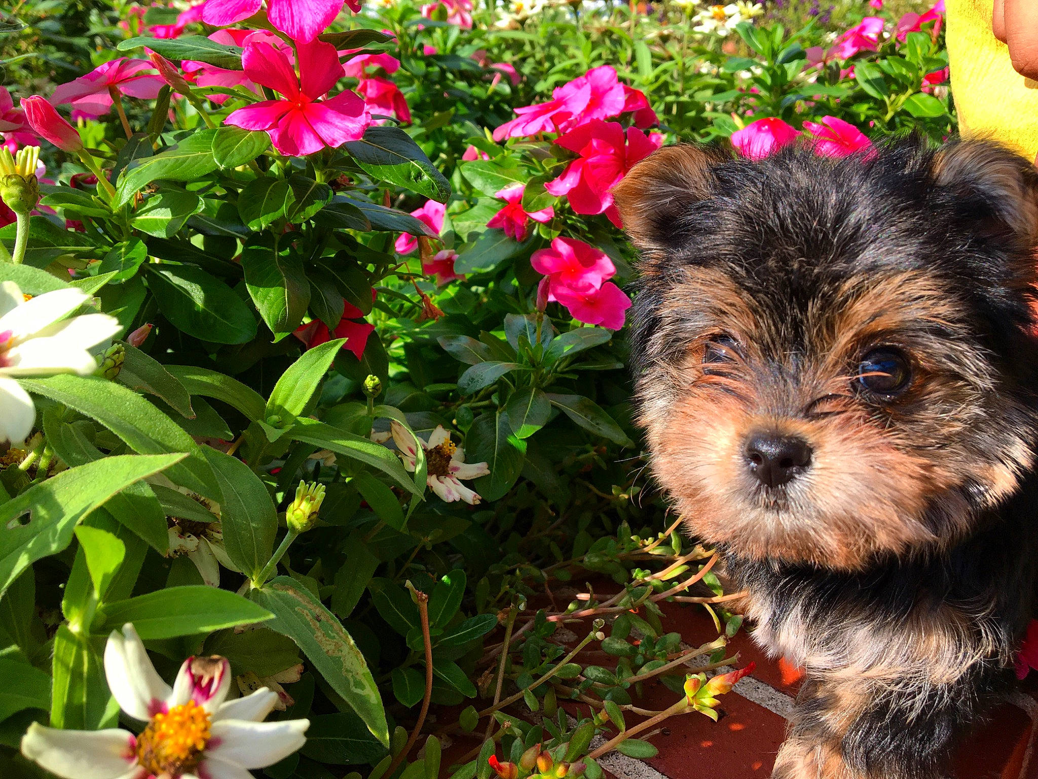 Seven Carter joined the competition — help win amazing prizes! annual_plant, biewer_terrier, canidae, carnivore, chinese_imperial_dog, companion_dog, dog, dog_breed, flower, mammal, morkie, norwich_terrier, petal, plant, puppy, small_terrier, terrier, toy_dog, yorkipoo, yorkshire_terrier