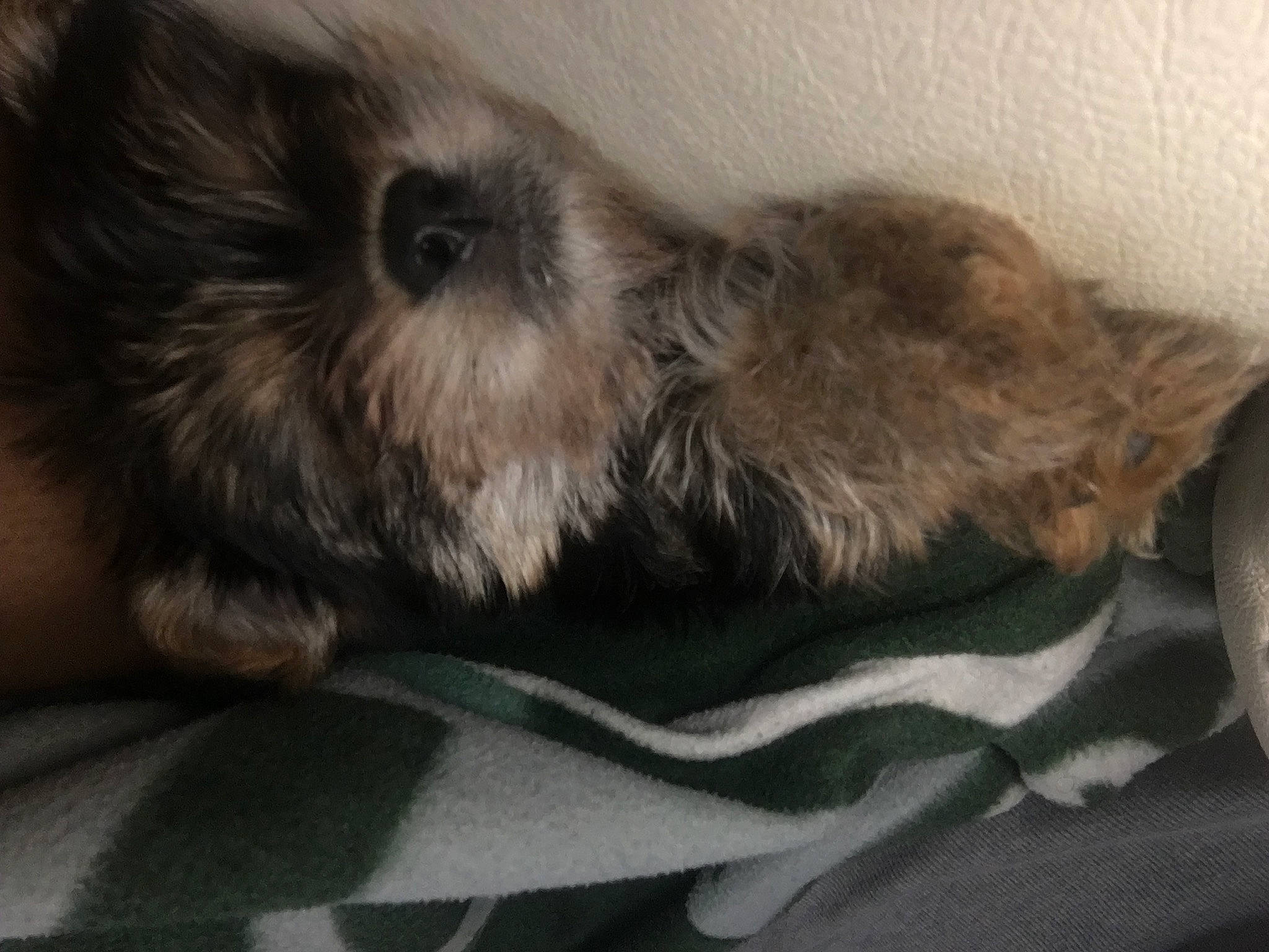 Seven Carter joined the competition — help win amazing prizes! border_terrier, cairn_terrier, canidae, carnivore, chinese_imperial_dog, companion_dog, dog, dog_breed, fawn, irish_soft_coated_wheaten_terrier, lhasa_apso, mammal, morkie, non_sporting_group, puppy, schnoodle, shih_tzu, terrier, toy_dog, vertebrate