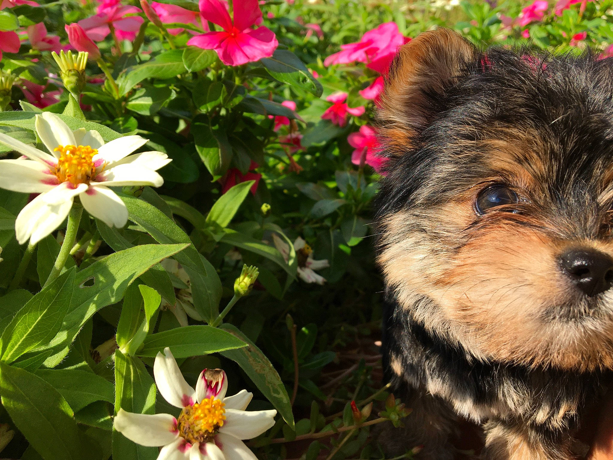 Seven Carter is registered to the contest to win money with this photo: biewer_terrier, canidae, carnivore, companion_dog, dog, dog_breed, flower, mammal, morkie, norwich_terrier, petal, plant, puppy, rare_breed_dog, small_terrier, terrier, toy_dog, wildflower, yorkipoo, yorkshire_terrier