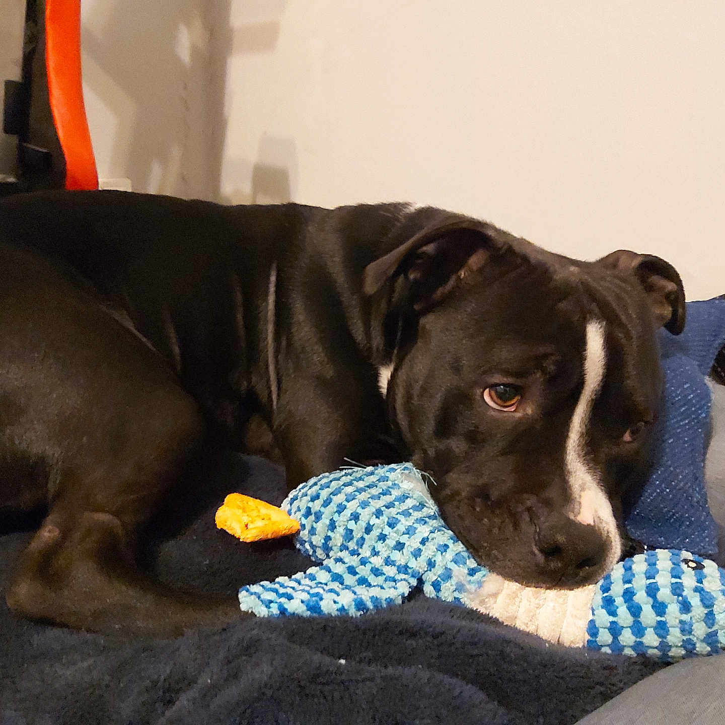 Urus a rejoint le concours — aidez-le/la à gagner de superbes lots ! animal, black_dog, blanket, canine, comfort, companion, cozy, cute, dog, friend, fur, home, indoor, laying_down, pet, plush_toy, relaxed, resting, sleepy, toy