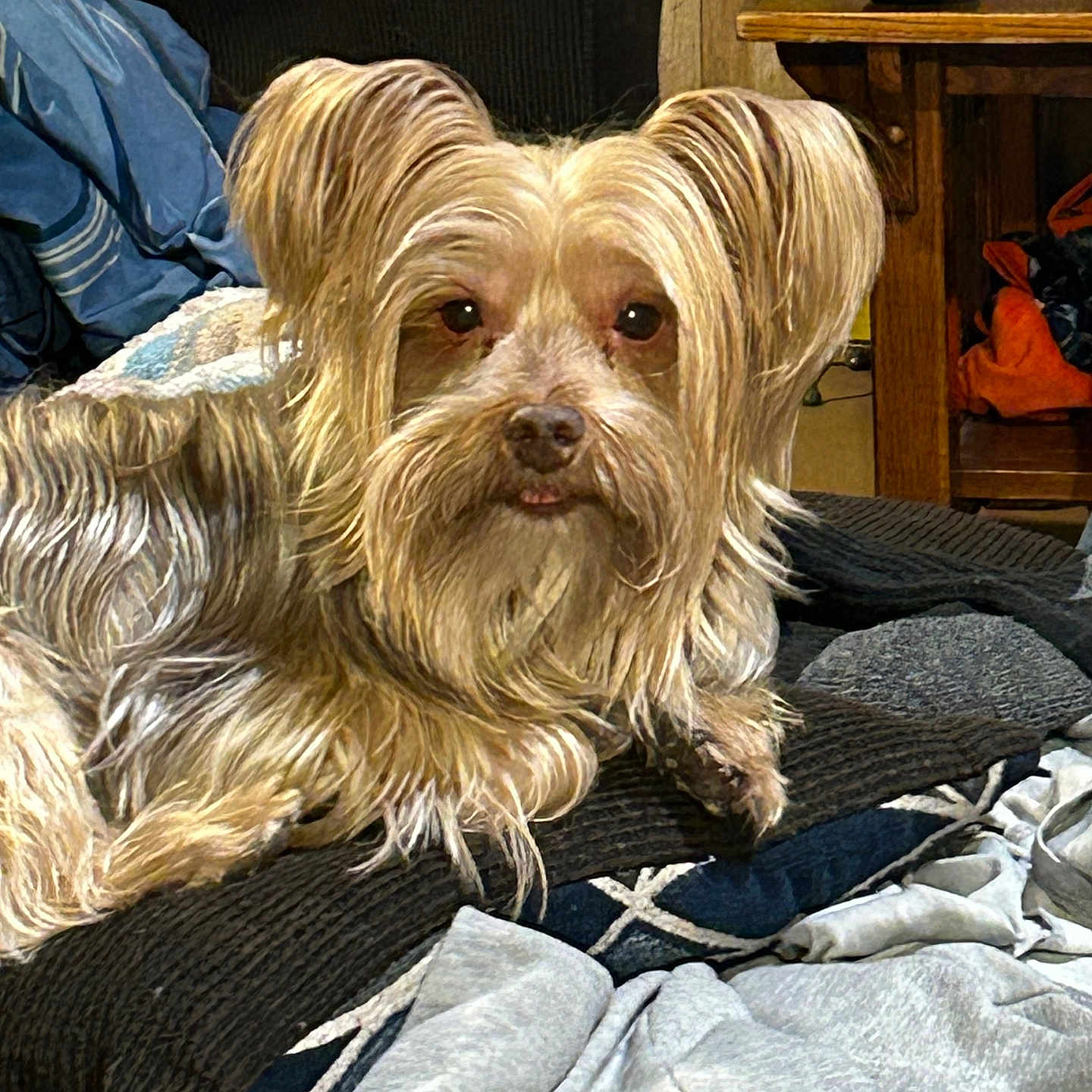 Widdle joined the competition — help win amazing prizes! blanket, brown_dog, clothing, companion, couch, cozy, curious, dog, fur, furniture, home, indoor, long_hair, pet, pile, relaxed, small_dog, table, tongue_out, wood