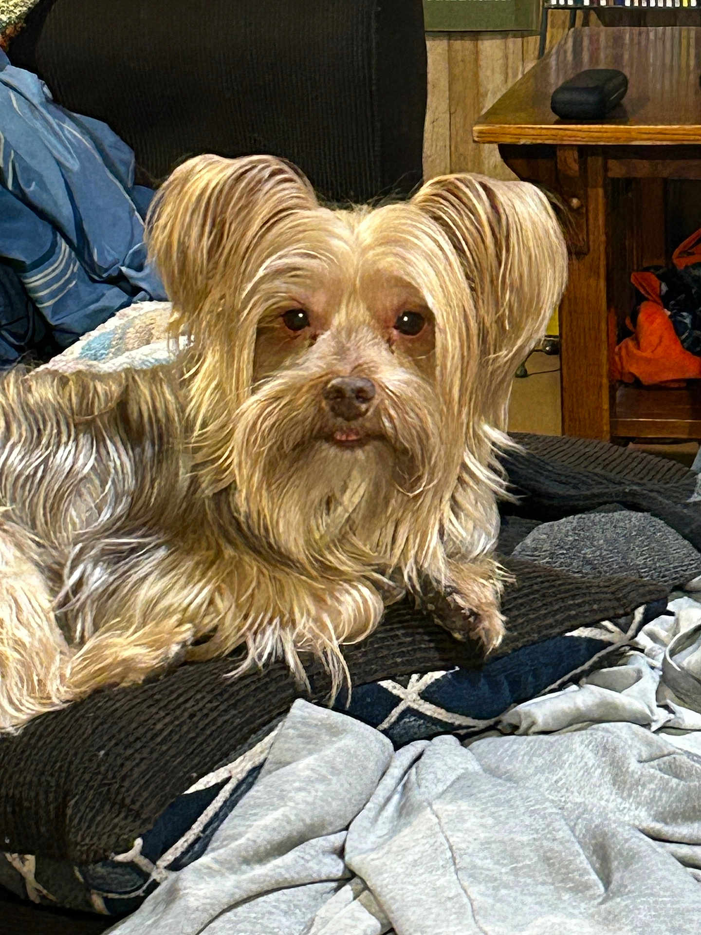 Widdle joined the competition — help win amazing prizes! dog, small_dog, long_hair, brown_dog, pet, indoor, blanket, pile, couch, home, furniture, wood, table, clothing, relaxed, tongue_out, curious, cozy, fur, companion