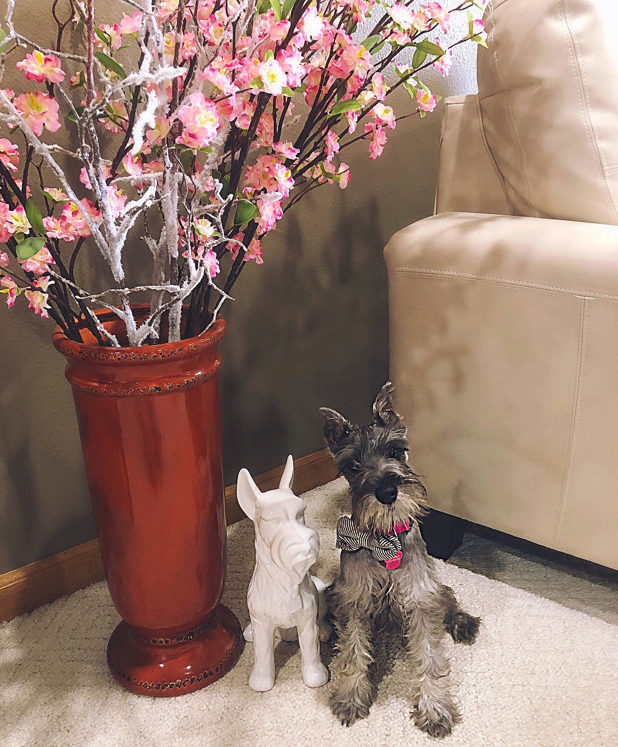 Kiyah joined the competition — help win amazing prizes! canidae, carnivore, dog, dog_breed, flower, flowerpot, houseplant, miniature_schnauzer, plant, schnauzer, scottish_terrier, small_terrier, sporting_group, standard_schnauzer, terrier