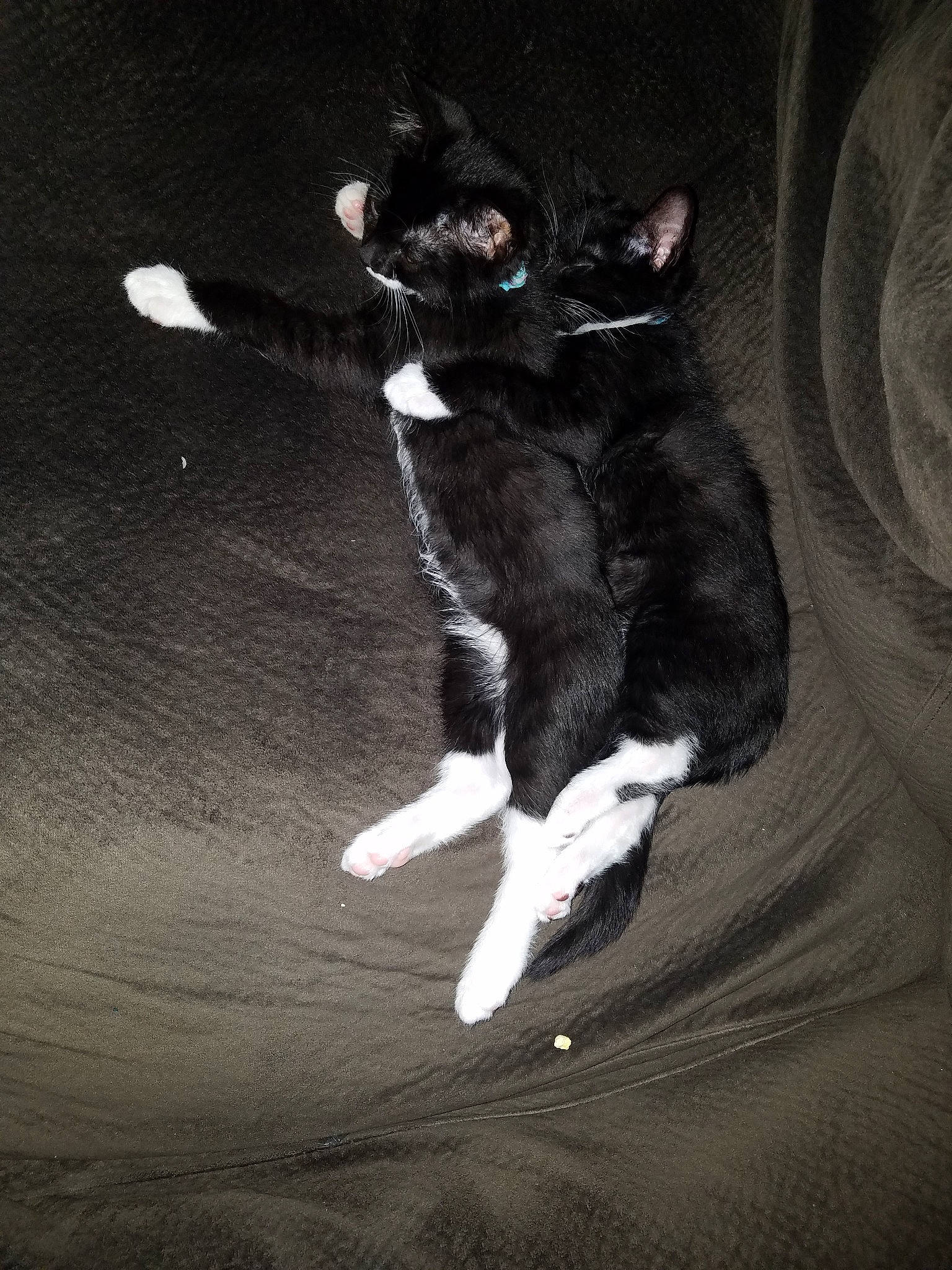 Cookie And Danger joined the competition — help win amazing prizes! black_and_white, black_cat, cat, darkness, felidae, fur, jumping, leg, photography, small_to_medium_sized_cats, tail, whiskers