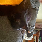 Tax Fraud joined the competition — help win amazing prizes! cat, comfort, companion_dog, domestic_short_haired_cat, fawn, felidae, flooring, foot, fur, gesture, hardwood, human_leg, knee, leg, small_to_medium_sized_cats, tail, thigh, tree, whiskers, wood