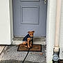 Marley a rejoint le concours — aidez-le/la à gagner de superbes lots ! dog, puppy, leash, doormat, door, jacket, concrete, pavement, wall, outdoor, pet, animal, brown_dog, sitting, quiet, waiting, house_entrance, gray_door, urban, small_dog