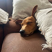 Marley participe au concours pour gagner de l'argent avec cette photo : dog, sleeping, couch, pillows, brown, beige, cozy, resting, pet, indoor, leather, closeup, relaxed, ear, snout, fur, home, comfort, nap, peaceful