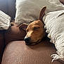 dog, sleeping, couch, pillows, brown, beige, cozy, resting, pet, indoor, leather, closeup, relaxed, ear, snout, fur, home, comfort, nap, peaceful