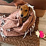 animal, blanket, brown, carpet, collar, comfort, cozy, cute, dog, floor, furniture, hand, home, indoor, looking_up, pet, playing, plush_toy, puppy, snuggled