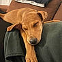 animal, blanket, brown, canine, closeup, couch, cozy, cute, dog, fur, home, indoor, nap, paw, pet, puppy, relaxation, resting, sleeping, soft