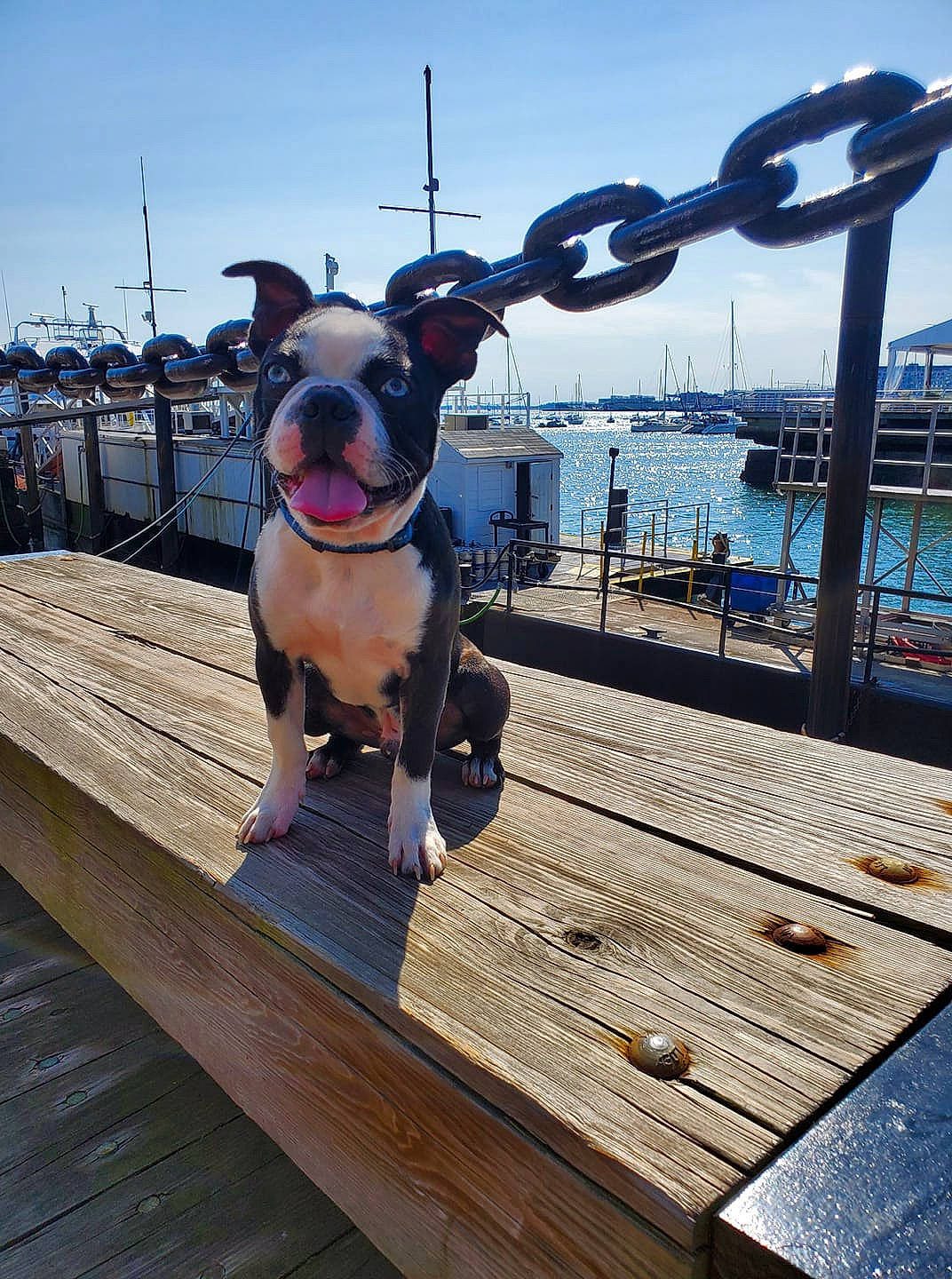Tubby joined the competition — help win amazing prizes! american_pit_bull_terrier, boardwalk, boston_terrier, canidae, carnivore, companion_dog, dock, dog, dog_breed, fawn, leash, leisure, non_sporting_group, nonbuilding_structure, snout, sporting_group, vacation, walkway