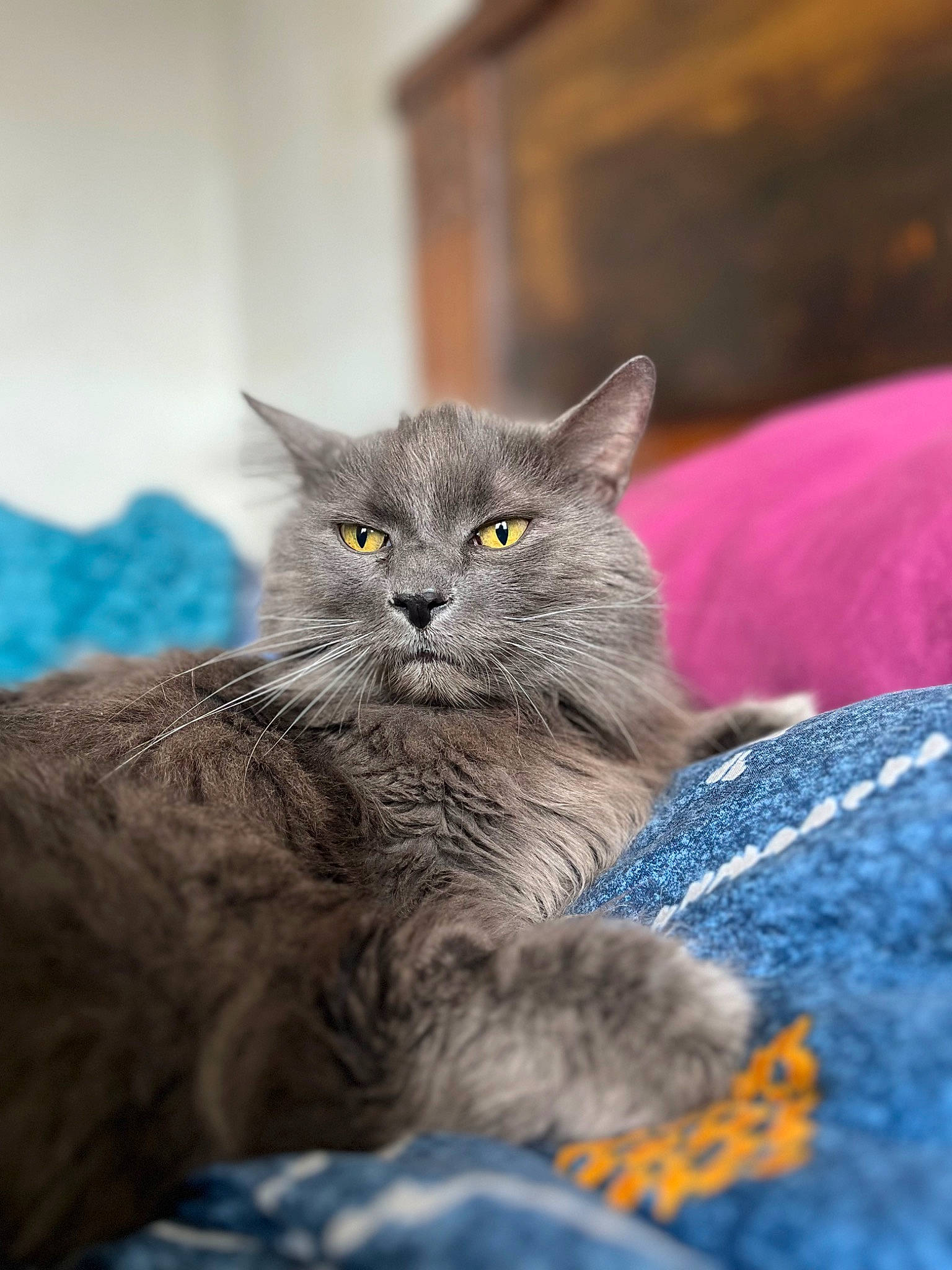 Mario a rejoint le concours — aidez-le/la à gagner de superbes lots ! british_longhair, carnivore, cat, claw, comfort, domestic_short_haired_cat, electric_blue, felidae, fur, grey, russian_blue, small_to_medium_sized_cats, snout, tail, whiskers