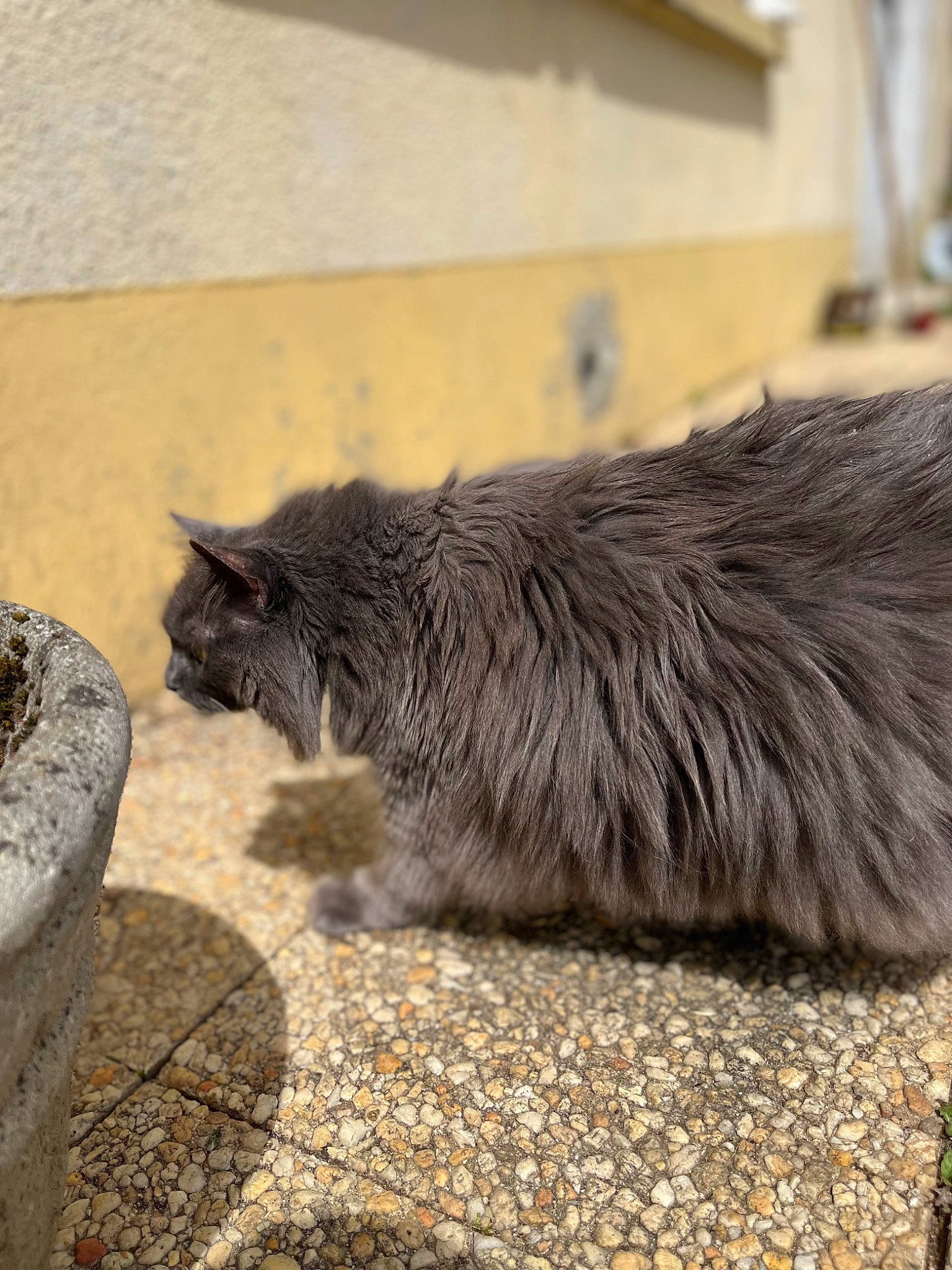 Mario a rejoint le concours — aidez-le/la à gagner de superbes lots ! carnivore, cat, claw, cobblestone, domestic_short_haired_cat, felidae, flooring, fur, grey, road_surface, shadow, small_to_medium_sized_cats, soil, tail, terrestrial_animal, whiskers, wood