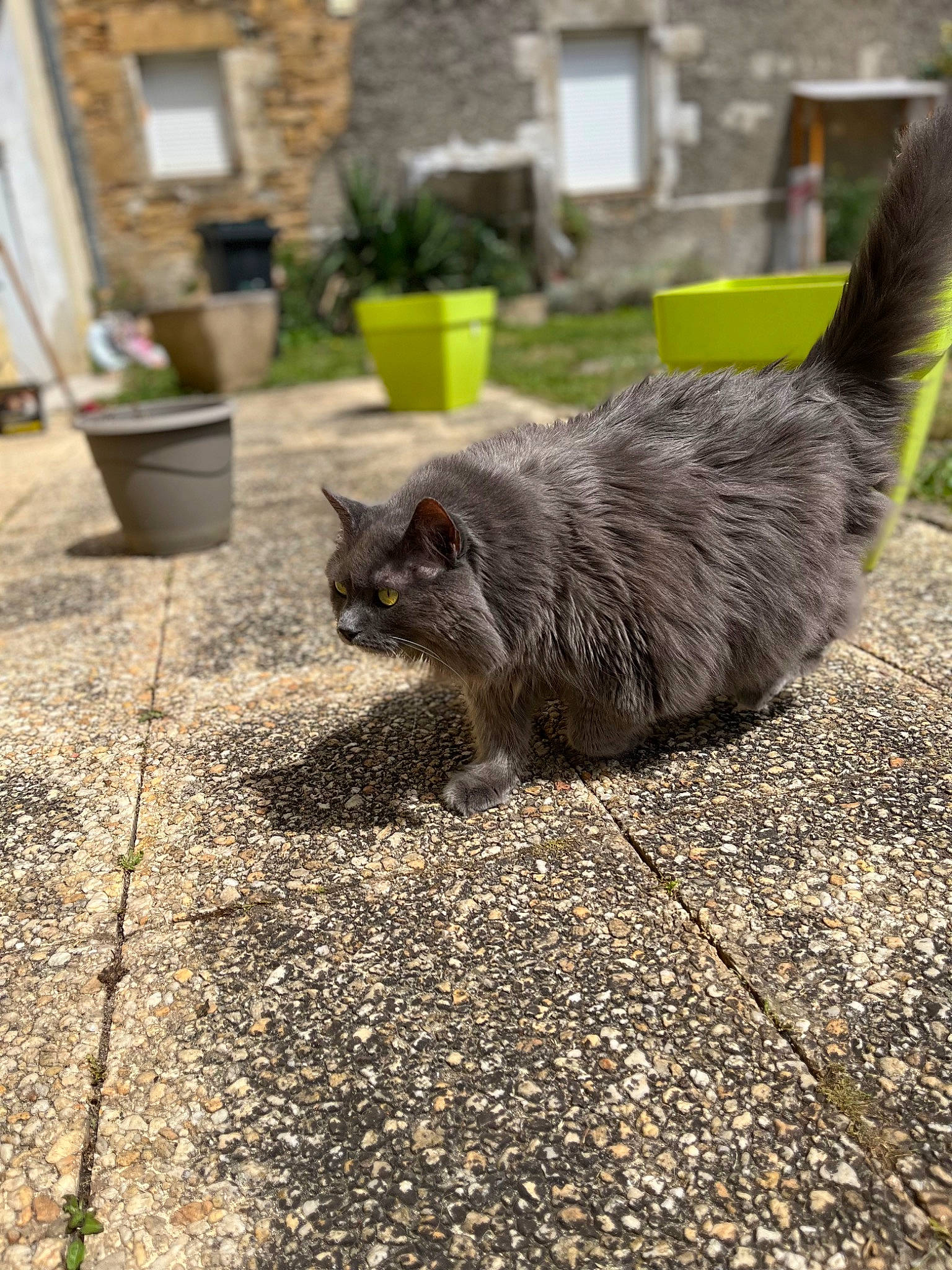 Mario a rejoint le concours — aidez-le/la à gagner de superbes lots ! asphalt, carnivore, cat, cobblestone, domestic_short_haired_cat, felidae, flooring, flowerpot, fur, grass, grey, houseplant, plant, road, road_surface, sidewalk, small_to_medium_sized_cats, snout, tail, whiskers