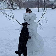 Jenny joined the competition — help win amazing prizes! dog, black_dog, snowman, snow, winter, outdoor, trees, branches, hat, playful, animal, snowy_field, cold, recreation, nature, pet, canine, winter_clothing, fun, daytime
