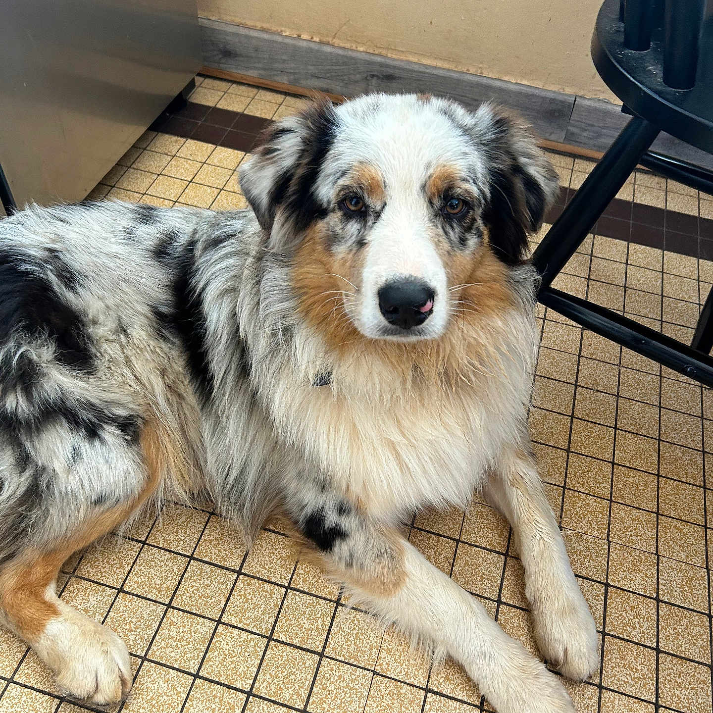 Usthon a rejoint le concours — aidez-le/la à gagner de superbes lots ! animal, australian_shepherd, black, brown, calm, companion, dog, ears, eyes, floor, fur, indoor, laying, muzzle, nose, paws, pet, relaxed, tile, white