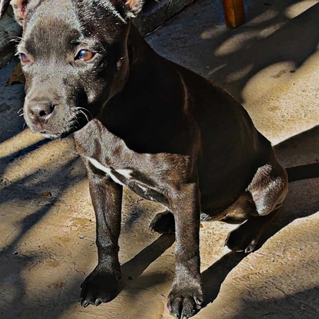 Adéna participe au concours pour gagner de l'argent avec cette photo : animal, black_dog, block, closeup, concrete_floor, cute, daylight, dog, ears, floor, home, indoor, paw, pet, puppy, shadow, sitting, sunlight, wooden_chair, young_dog