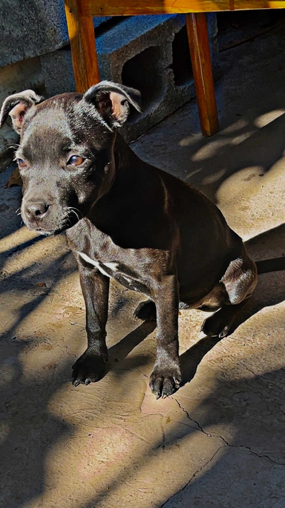 Adéna participe au concours pour gagner de l'argent avec cette photo : puppy, dog, black_dog, sitting, concrete_floor, shadow, sunlight, indoor, wooden_chair, block, pet, young_dog, animal, closeup, cute, ears, paw, floor, daylight, home