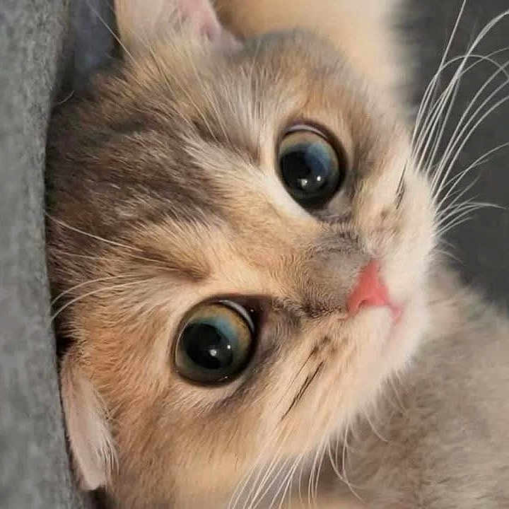 Milo is registered to the contest to win money with this photo: abyssinian, angora, animal, cat, kitten, manx, pet, snout