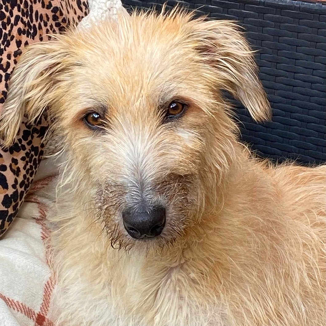 Raven joined the competition — help win amazing prizes! airedale, animal, ball, brick, canine, couch, dog, football, furniture, hound, indoors, pet, poodle, puppy, snout, soccer, soccerball, sport, terrier, whitedog