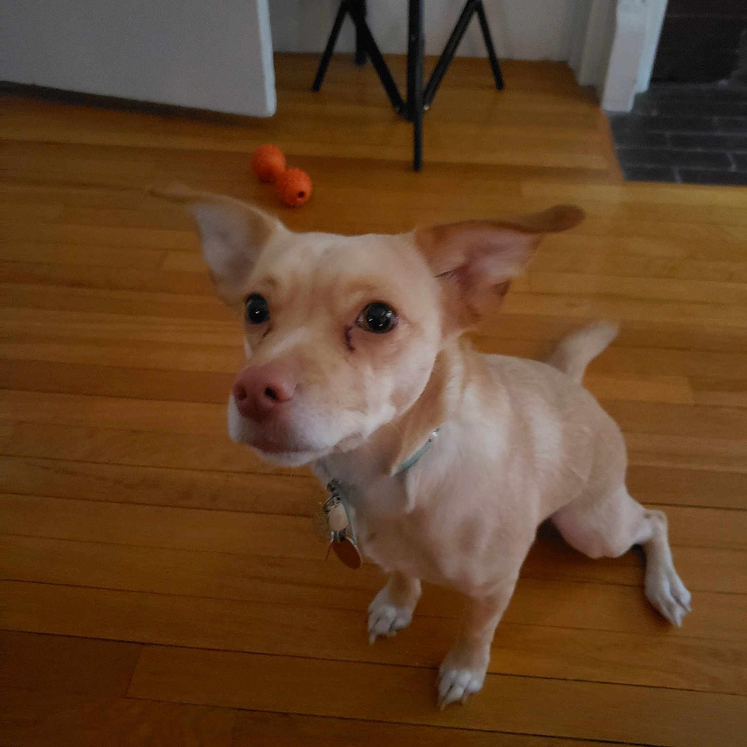 Pixi joined the competition — help win amazing prizes! canidae, carnivore, chihuahua, companion_dog, dog, dog_breed, ear, fawn, mammal, miniature_fox_terrier, nose, parson_russell_terrier, portuguese_podengo, puppy, rare_breed_dog, russell_terrier, snout, sporting_group, teddy_roosevelt_terrier, vertebrate