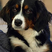 Romeo Valentino joined the competition — help win amazing prizes! dog, bernese_mountain_dog, close_up, portrait, fluffy, black_fur, white_fur, brown_fur, pet, animal, canine, face, ears, nose, whiskers, outdoor, soft_light, looking_away, calm, cute