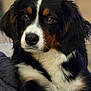 dog, bernese_mountain_dog, close_up, portrait, fluffy, black_fur, white_fur, brown_fur, pet, animal, canine, face, ears, nose, whiskers, outdoor, soft_light, looking_away, calm, cute