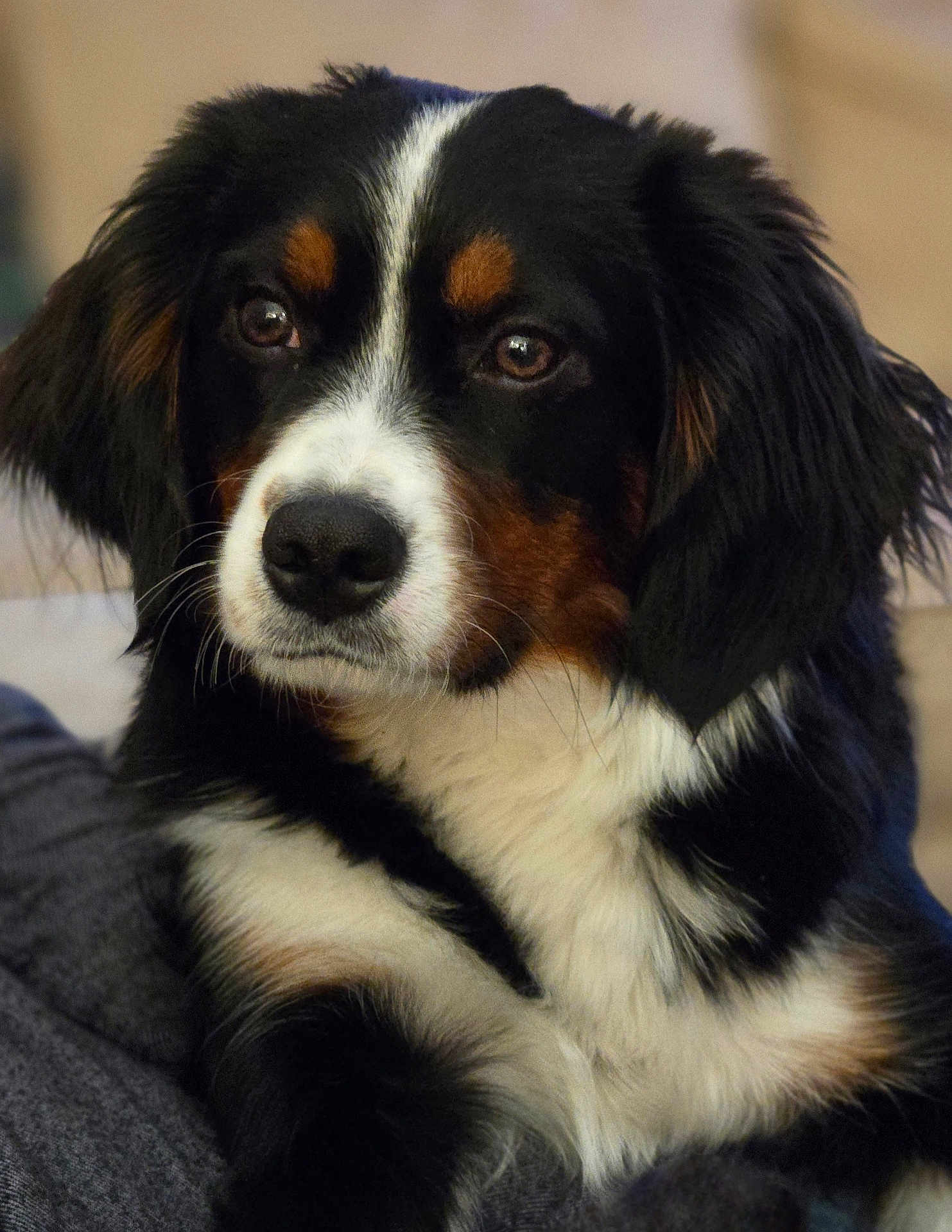 Romeo Valentino joined the competition — help win amazing prizes! dog, bernese_mountain_dog, close_up, portrait, fluffy, black_fur, white_fur, brown_fur, pet, animal, canine, face, ears, nose, whiskers, outdoor, soft_light, looking_away, calm, cute