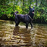 dog, black_dog, water, river, forest, trees, nature, outdoor, wet_fur, animal, canine, standing, sunlight, greenery, happy, alert, adventure, playful, shallow_water, daytime