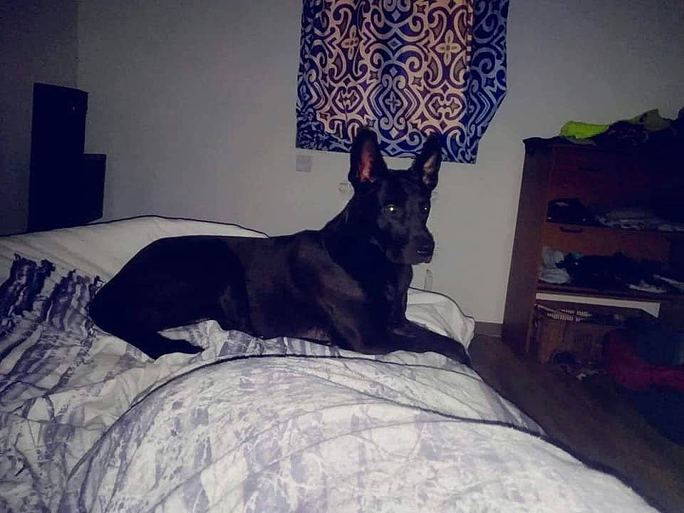 Urban a rejoint le concours — aidez-le/la à gagner de superbes lots ! bed, canidae, carnivore, companion_dog, dog, dog_breed, ear, floor, furniture, guard_dog, miniature_pinscher, night, non_sporting_group, sky, square, tail