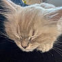 Miko joined the competition — help win amazing prizes! kitten, sleeping, close_up, fluffy, whiskers, fur, pet, animal, resting, indoors, cozy, peaceful, soft, cute, domestic_cat, young_cat, mammal, small_animal, feline, nap