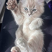 Miko is registered to the contest to win money with this photo: kitten, cat, feline, paw, fluffy, cute, pet, animal, closeup, soft, light, fur, whiskers, eyes, indoor, relaxed, lying_down, raised_paw, young, adorable