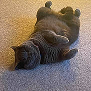 Misty is registered to the contest to win money with this photo: cat, gray_cat, pet, animal, lying_down, carpet, indoor, relaxed, fluffy, fur, cozy, sleepy, paw, cute, mammal, whiskers, domestic_cat, resting, feline, collar