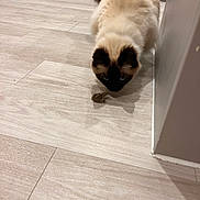 Milo joined the competition — help win amazing prizes! cat, frog, floor, curious, animal, pet, indoor, wooden_floor, light, small_animal, feline, mammal, reptile, close_up, interaction, home, wall, domestic, creature, natural