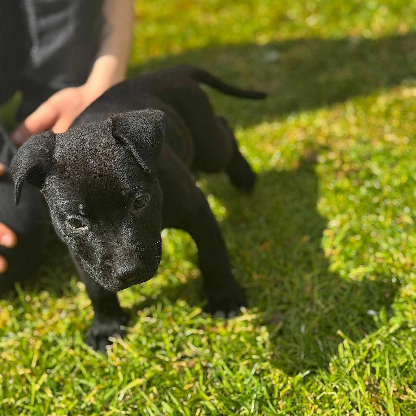 Buster is registered to the contest to win money with this photo: adorable, animal, black_dog, canine, cute, daylight, exploring, fur, grass, hand, nature, outdoor, person, pet, playing, puppy, shadow, small, sunlight, young_dog