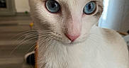Dallas is registered to the contest to win money with this photo: abyssinian, angora, animal, cat, hardwood, kitten, manx, pet, siamese, wood