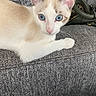 Dallas is registered to the contest to win money with this photo: abyssinian, angora, animal, cat, chair, clothing, couch, cushion, footwear, furniture, homedecor, kitten, linen, manx, pet, shoe, siamese, white