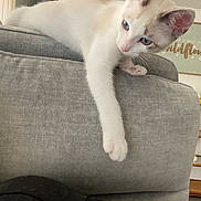 Dallas joined the competition — help win amazing prizes! abyssinian, angora, animal, architecture, armchair, building, cat, chair, couch, cushion, furniture, homedecor, indoors, kitten, livingroom, manx, pet, room, siamese, white