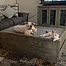 Dallas is registered to the contest to win money with this photo: animal, canine, cat, computerhardware, couch, dog, dogbed, electronics, furniture, hardware, homedecor, indoors, interiordesign, monitor, pet, rug, screen, table