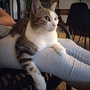 Pakita a rejoint le concours — aidez-le/la à gagner de superbes lots ! cat, tabby_cat, white_fur, pet, indoor, furniture, legs, person, relaxing, home, chair, plant, wooden_furniture, looking_away, whiskers, paws, comfort, domestic_animal, resting, cozy